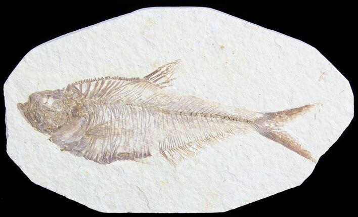 Detailed, Diplomystus Fossil Fish - Wyoming #63951
